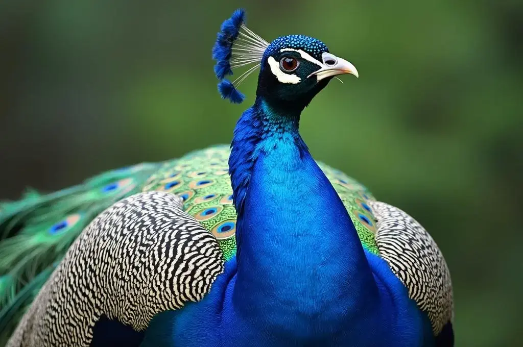 Peafowl spiritual meaning