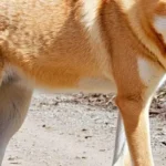 Dingo spiritual meaning