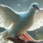 Dove spiritual meaning