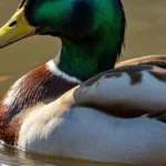 Duck spiritual meaning