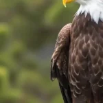 Eagle spiritual meaning
