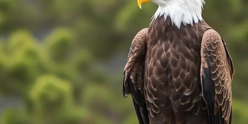 Eagle spiritual meaning