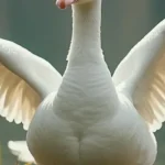 Goose spiritual meaning