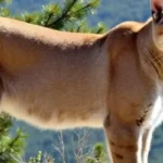 Mountain-lion spiritual meaning