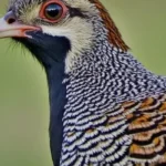 Quail spiritual meaning