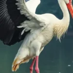 Stork spiritual meaning