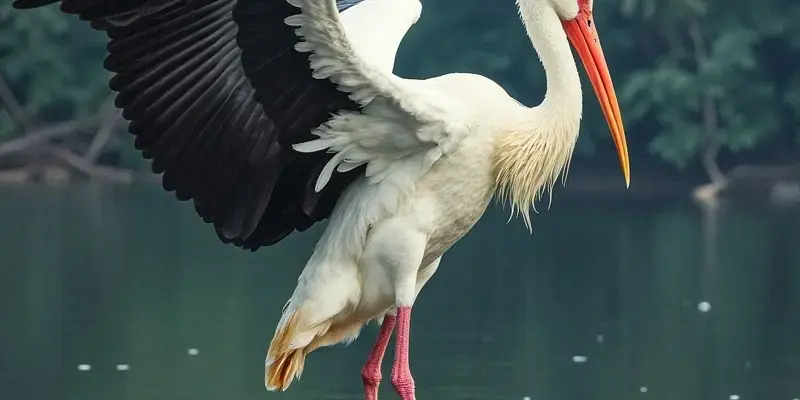Stork spiritual meaning