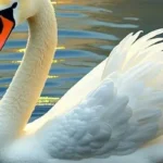 Swan spiritual meaning