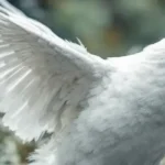 Kagu spiritual meaning