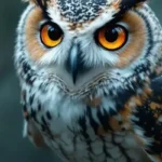 Owl spiritual meaning