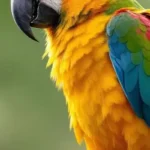 Parrot spiritual meaning