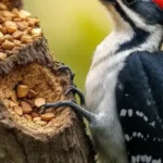Woodpecker spiritual meaning