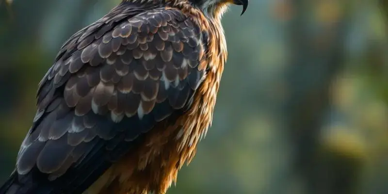 Hawk spiritual meaning